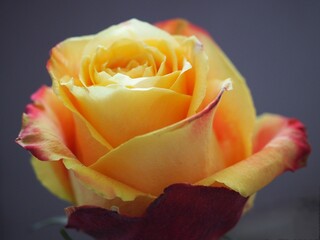 Piękna pomarańczowa róża w słońcu - obrazy, fototapety, plakaty
