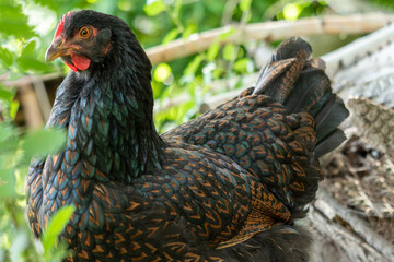 range chicken