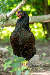 range chicken