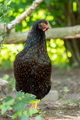 range chicken