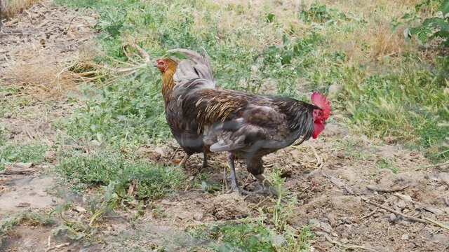 Rooster crowing while chickens crowing around chopping and eating food from the ground