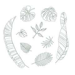  Diverse leaves of tropical plants set. Black line hand drawn vector isolated on white background.