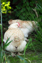 chicken in the grass