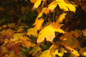 Texture of yellow-green foliage of maple tree with brown spots