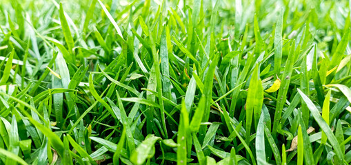 green grass background