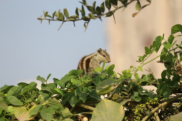 SQUIRREL