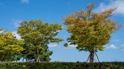The beautiful scenery of autumn in the park
