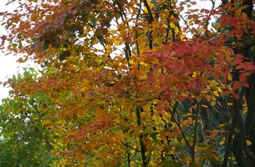 Naklejka premium Herbstliche Felsenbirne