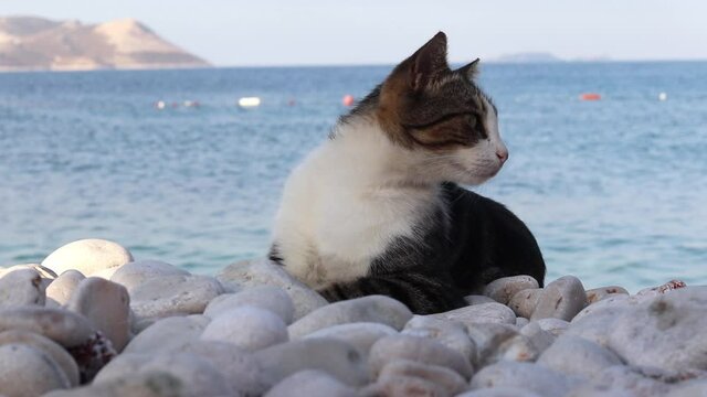 A stray cat that lives by the sea. Pebble beach, close up.