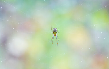 Close up macro shot of a European garden spider (cross spider, Araneus diadematus) sitting in a spider web. The spider climbs on the web.