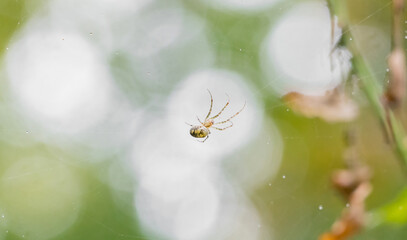 Close-up of spider weaving web in forest. Spider web in sunny forest. Spider web in the forest on a bright sunny autumn day.