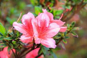 Obraz premium Pink Rhododendron blooming flowers in the garden. Pacific rhododendron or California rosebay evergreen shrub. Beautiful pink Rhododendron close up