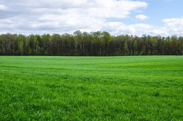 Rural field for harvesting forage and hay next to the forest. Growing quality hay
