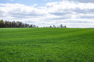 Barley fodder crops grown for fodder, silage, hay or straw. Quality feed for good animal growth