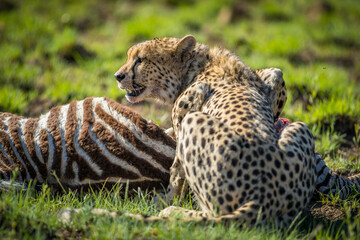 Cheetah with Zebra Kill Looking out for other Predators