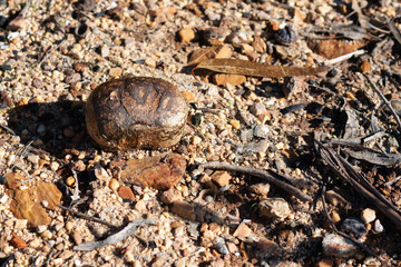 Pisolithus fungus on the ground. Fungus closeup.