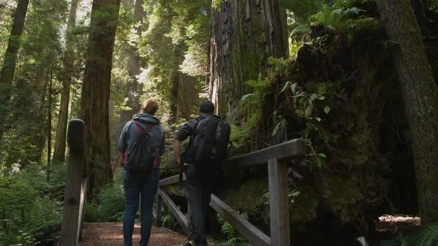 Traveling Couple Exploring Ancient California Redwood Forest