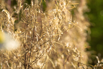 Obraz premium Dry autumn plants. Shallow depth of field. Selective focus. Unusual colors
