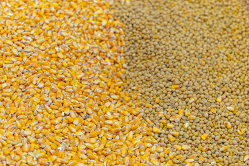 Maize Soya