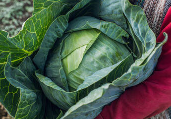 Farmer hands with freshly harvested green cabbage on the farm field. Selective focus. Shallow depth of field.