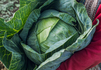 Obraz premium Farmer hands with freshly harvested green cabbage on the farm field. Selective focus. Shallow depth of field.