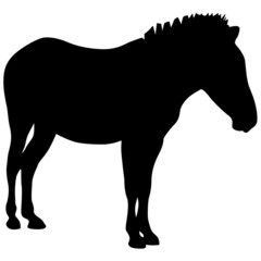 Silhouette african zebra on a white background