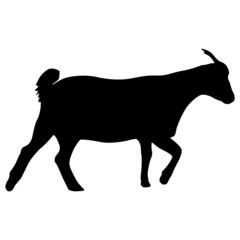 Silhouette goat animal farm on a white background