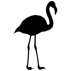 Silhouette bird flamingo on a white background