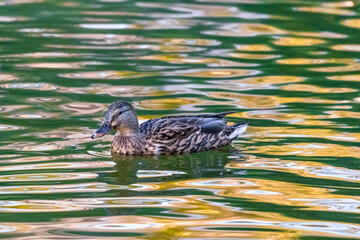 duck swimming in a pond, with the reflection of the morning light on the water