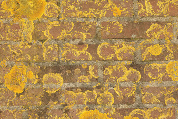 A close-up of a wall covered with moss and algae