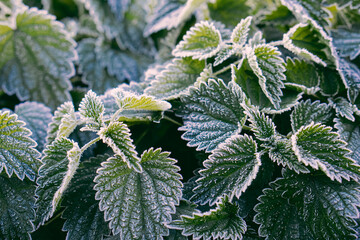 Stinging nettle leaves in hoarfrost as background. Texture of green nettle in winter top view