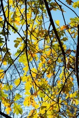 Autumn yellow-green oak leaves on branches on sky blue backgroun