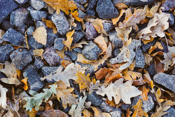 Top view of gravel texture for background with many autumn orange leaves which fall on small gray pebbles in outdoors. autumnal concept
