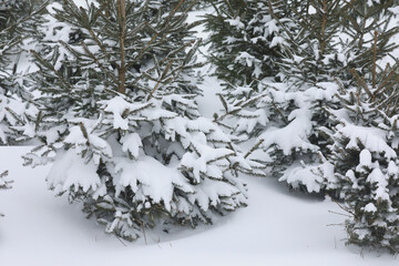 A field of Pine trees covered with snow. These trees are sold as Christmas trees.