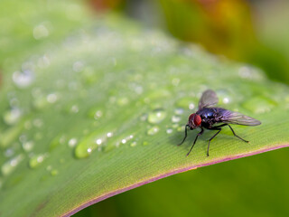 Macro photography of a fly resting on a leaf with rain drops on it. Captured in a garden near the...