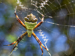 Macro photography of a silver argiope garden spider in its web. Captured in a garden near the colonial town of Villa de Leyva, in central Colombia.