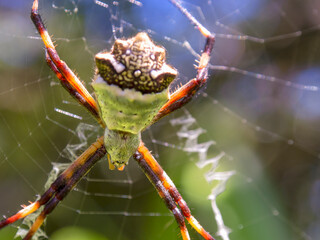 Macro photography of a silver argiope garden spider in its web. Captured in a garden near the colonial town of Villa de Leyva, in central Colombia.