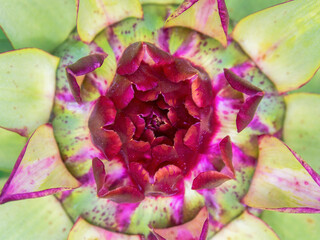 Macro photography of an artichoke bud from the top, captured in a farm near the colonial town of...