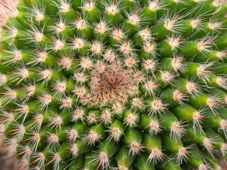 Naklejka na ściany i meble Macro photography of a spiny pincushion cactus from the top. Captured in a greenhouse near the town of Villa de Leyva in central Colombia.