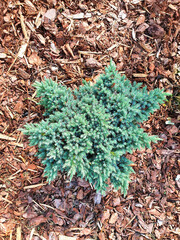 A seedling of a young plant Juniperus squamata Blue Star, in the garden, is mulched with pine bark....