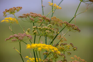 flowers in the field