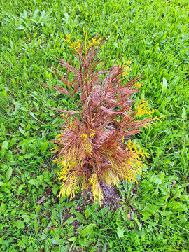 Sunburned Thuja Forever Goldy (4ever goldy). A plant that has suffered from weather conditions. Loss of needles on the plant.	
