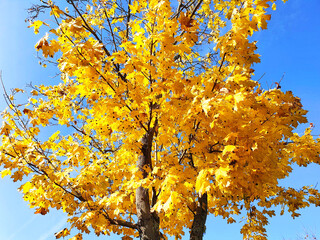 Beautiful golden maple and blue, bright sky on a sunny day. Autumn background landscape. The tree has yellow foliage in the autumn forest. Abstract scene of the beauty of nature October season.	
