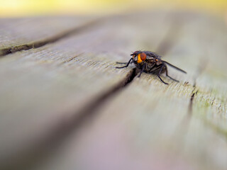 Macro photography of a fly resting on a wooden log. Captured in a garden near the town of Villa de Leyva, in  central Colombia