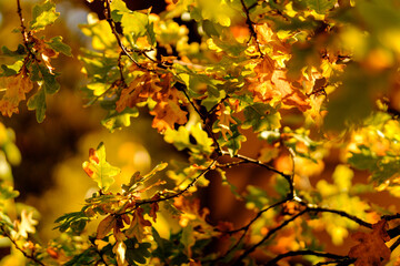 Colorful bright autumn leaves hanging on an oak tree in autumnal park back lit by golden sun. Beautiful fall nature scene. Very shallow focus, background blur.