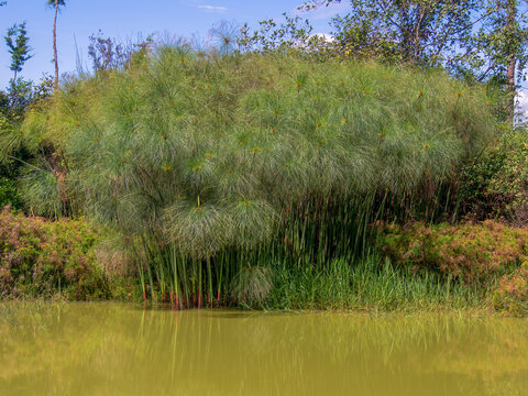 A forest of papyrus plants in a lake at sunrise, near the town of Villa de Leyva in central Colombia.