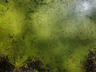 Green leaves and branches covered the lake. Textures