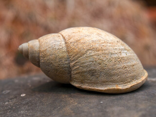 Macro photography of a small sea conch shell on a stone, captured in a garden near the town of Villa de Leyva, in central Colombia.