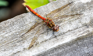 insect