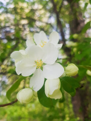 Blooming apple tree with white flowers